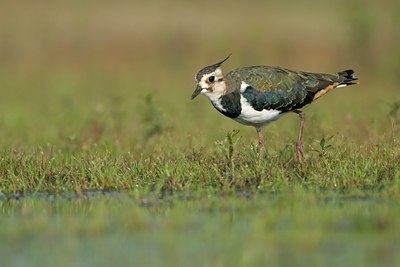 BUITEN BEELD Foto: 75915