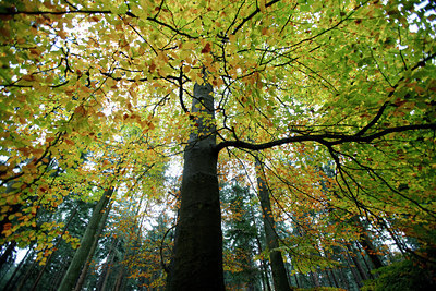 BUITEN BEELD Foto: 75939