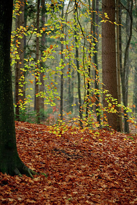 BUITEN BEELD Foto: 75943