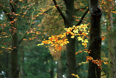 BUITEN BEELD Foto: 75951