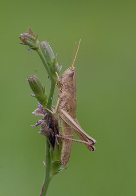 BUITEN BEELD Foto: 75985