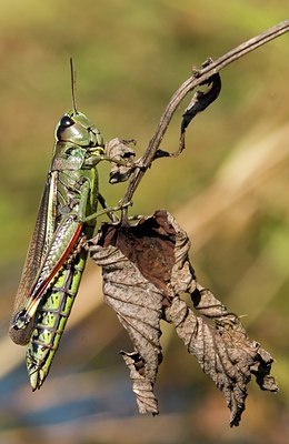 BUITEN BEELD Foto: 75986