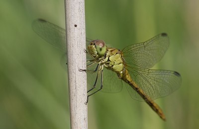 BUITEN BEELD Foto: 75987