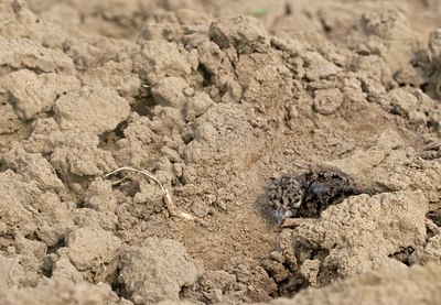 BUITEN BEELD Foto: 75991