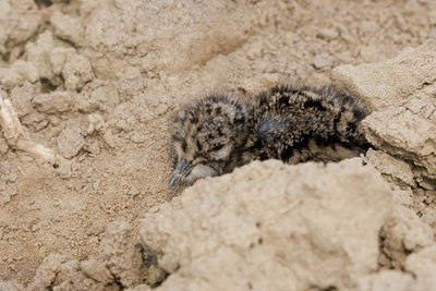 BUITEN BEELD Foto: 75992