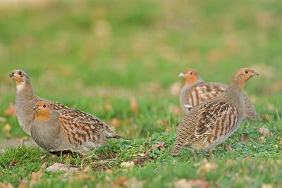 BUITEN BEELD Foto: 76014