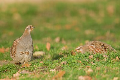BUITEN BEELD Foto: 76015