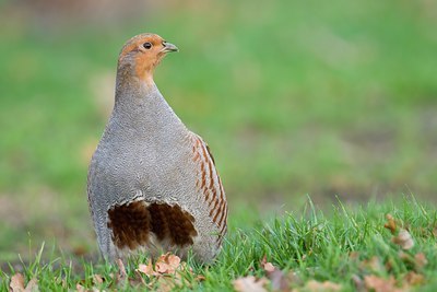 BUITEN BEELD Foto: 76017