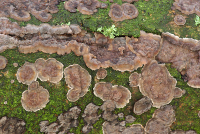 BUITEN BEELD Foto: 76021