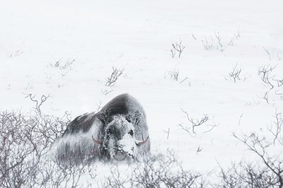 BUITEN BEELD Foto: 76033