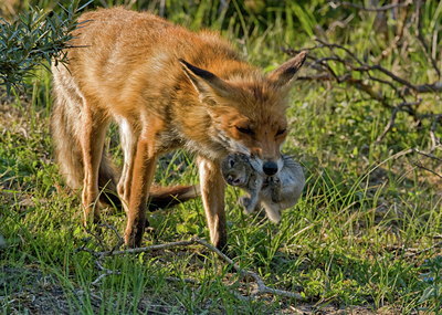 BUITEN BEELD Foto: 76069