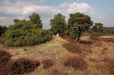 BUITEN BEELD Foto: 76077