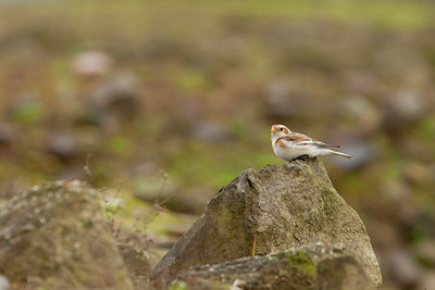 BUITEN BEELD Foto: 76083