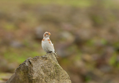BUITEN BEELD Foto: 76084