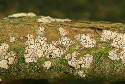 BUITEN BEELD Foto: 76095