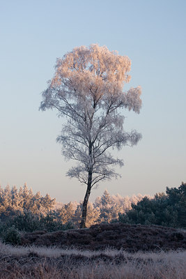 BUITEN BEELD Foto: 76126