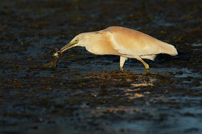 BUITEN BEELD Foto: 76151