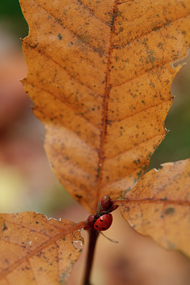 BUITEN BEELD Foto: 76157