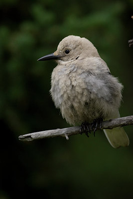 BUITEN BEELD Foto: 76186