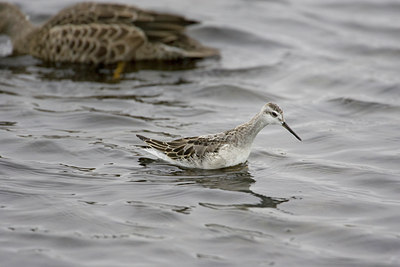 BUITEN BEELD Foto: 76189