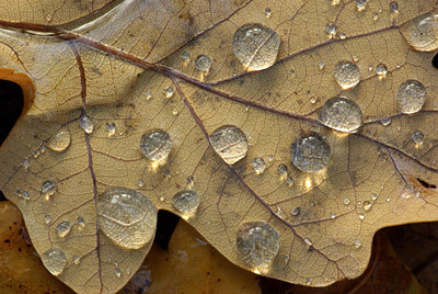 BUITEN BEELD Foto: 76234