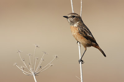 BUITEN BEELD Foto: 76245