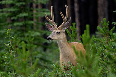 BUITEN BEELD Foto: 76260