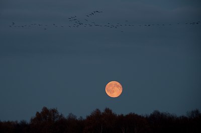 BUITEN BEELD Foto: 76280