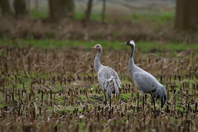 BUITEN BEELD Foto: 76287