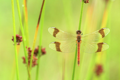 BUITEN BEELD Foto: 76312