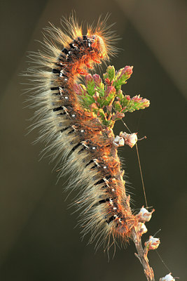 BUITEN BEELD Foto: 76315