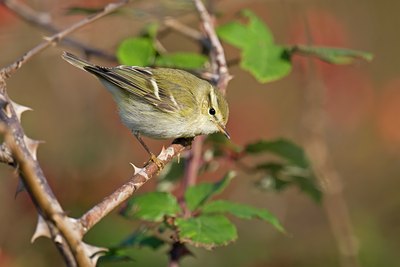 BUITEN BEELD Foto: 76316