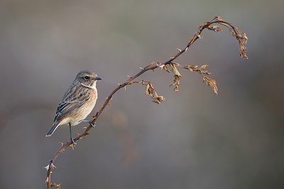BUITEN BEELD Foto: 76333