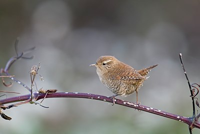 BUITEN BEELD Foto: 76341