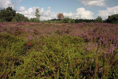 BUITEN BEELD Foto: 76344