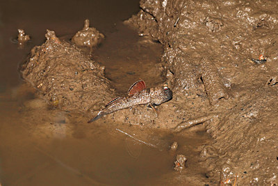 BUITEN BEELD Foto: 76460