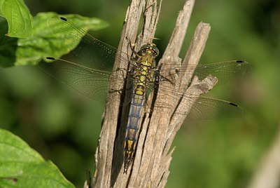 BUITEN BEELD Foto: 76530