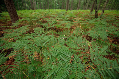 BUITEN BEELD Foto: 76532