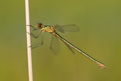 BUITEN BEELD Foto: 76533