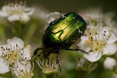 BUITEN BEELD Foto: 76537