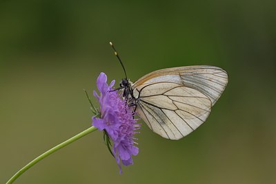 BUITEN BEELD Foto: 76540