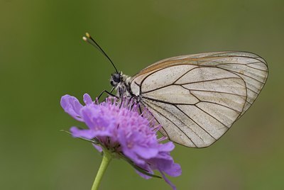 BUITEN BEELD Foto: 76542