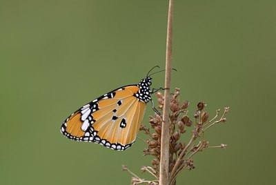 BUITEN BEELD Foto: 76549