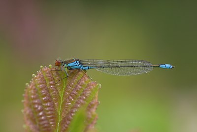 BUITEN BEELD Foto: 76551