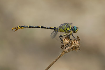 BUITEN BEELD Foto: 76556