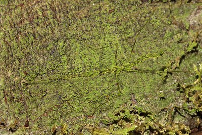 BUITEN BEELD Foto: 76604