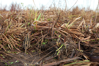 BUITEN BEELD Foto: 76724