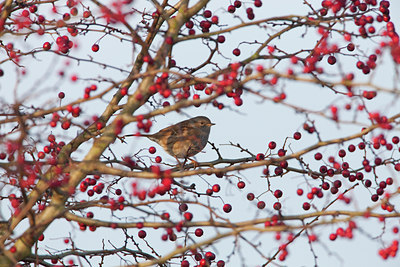 BUITEN BEELD Foto: 76725