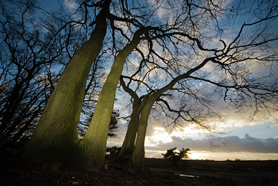 BUITEN BEELD Foto: 76739