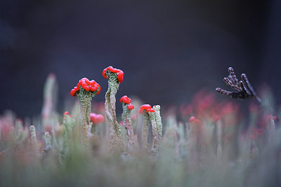 BUITEN BEELD Foto: 76741